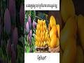 ருசியான மாம்பழம் இதுதான்|testy mango|Alphonsa Mango|mango Time|top5 testy mango|#healthyfood