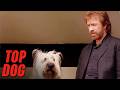 Reno aura farming as the main character 😎 Top Dog | Chuck Norris
