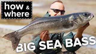 How & Where to catch Big Sea Bass. Seabass Fishing Ireland.(2020).