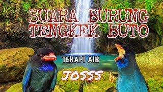 Suara Burung Tengkek Buto Dgn Terapi Air Masteran Yg Di Sukai Kicau Mania 👍