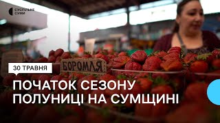 Початок сезону полуниці на Сумщині: які ціни та як обрати найсмачнішу