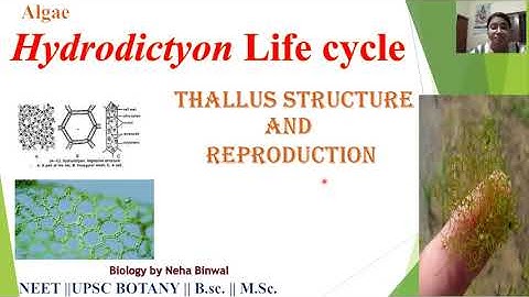 Hydrodictyon Life-cycle || Thallus Structure Reproduction #biology #viral #neet #upsc #hydrodictyon