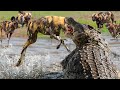 Crocodile Killing Wild Dogs To Steal Prey - Wild Dog Cries For Help Under The Crocodile's Jaws