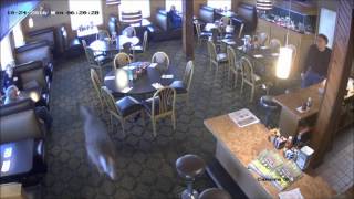 Deer Runs Around Restaurant