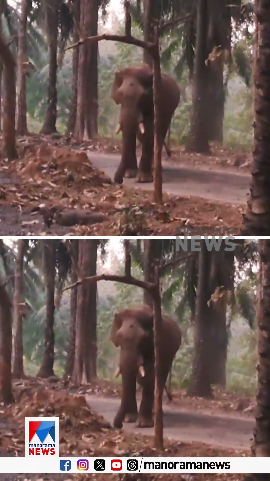മസ്തകത്തിൽ മുറിവിൽ മണ്ണെറിഞ്ഞ് അതിരപ്പിള്ളിയിലെ കാട്ടാന | Elephant | Athirappilly| Forest Department