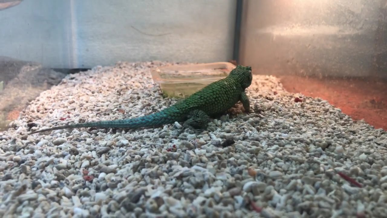 マラカイトハリトカゲ Youtube