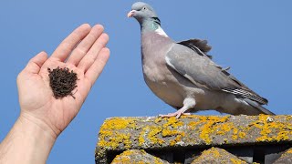 Get rid of pigeons permanently in 1 minute! They're gone FOREVER Get rid of pigeons permanently in 1 minute! They're gone FOREVER