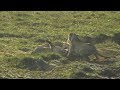 Lioness attacks her sisters cubs
