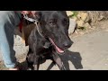 Milu, our dog, is back home! No lasting damage, fully restored. Miracle! We are amazed - thank you! 