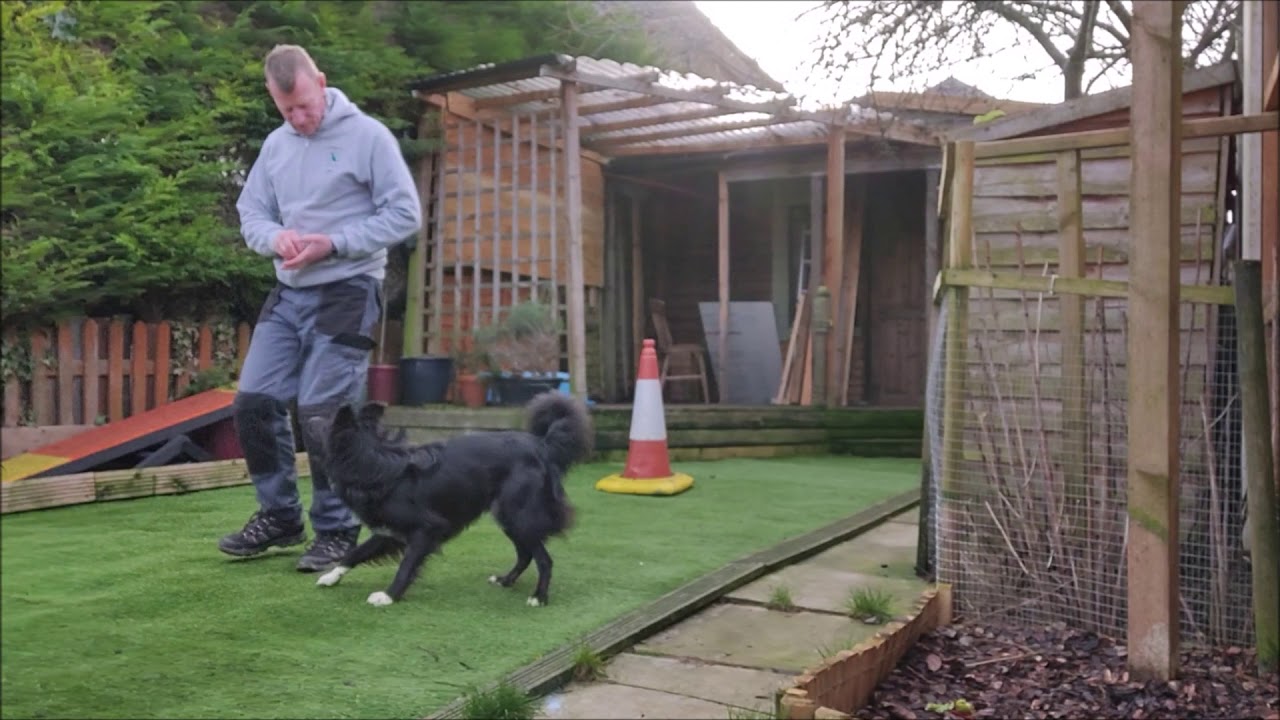 Woofers Walkies Importance of Puppy Training YouTube