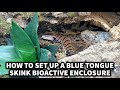 How to set up a Blue Tongue Skink BioActive Enclosure with The Bio Dude