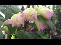 Дендробиум нобиле и его гибриды. Уход за орхидеей в зависимости от сезона. Зимний период покоя. Ч 2.