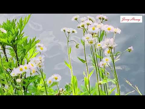 盃 冷霜子 (台日)
