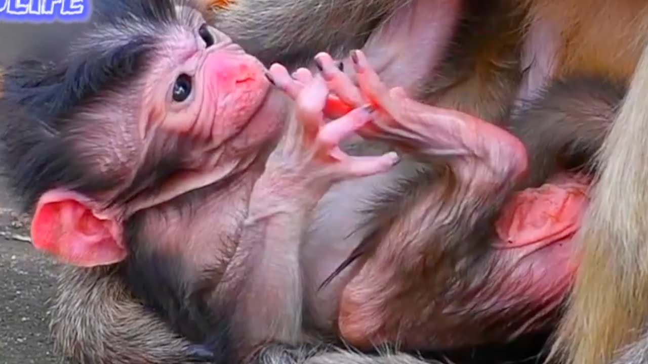1-Hour Compilation, Top Monkey Moments That Capture True Tenderness ...