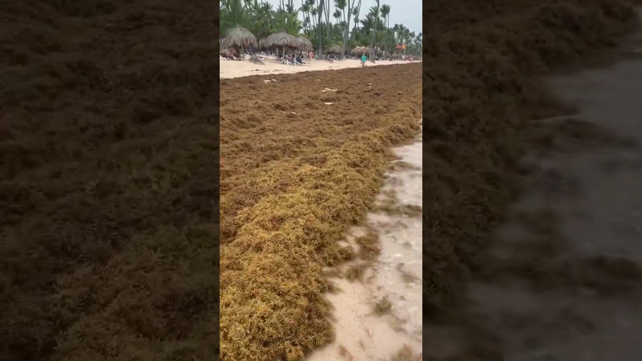 Watch Seaweed Hell! In punta cana 2022 on YouTube Watch Seaweed Hell! In punta cana 2022 on YouTube