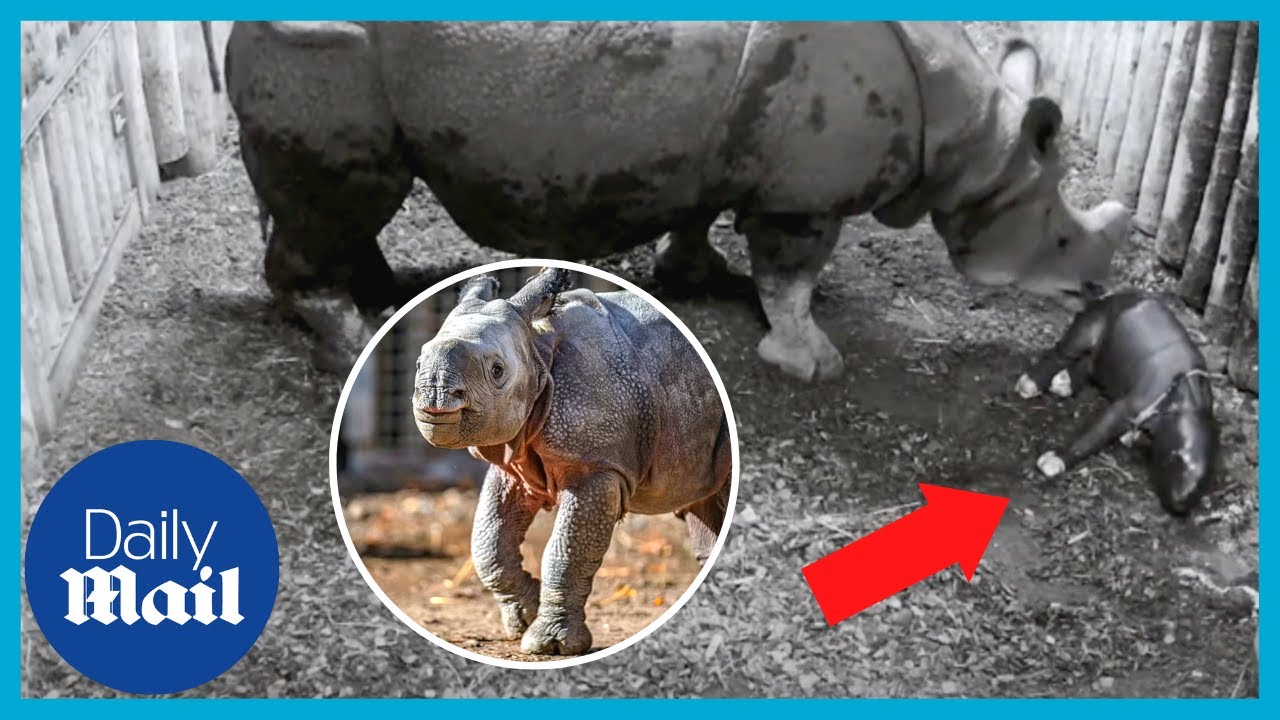Incredible moment rare one-horned rhino is born at Zoo