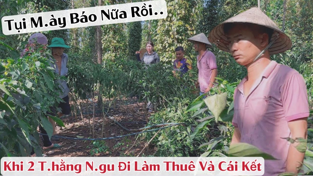 Đám Tiêu chưa kịp đền, Bây giờ tới Đám Ớt -Đúng là N.G.U mà còn Báo nữa chứ