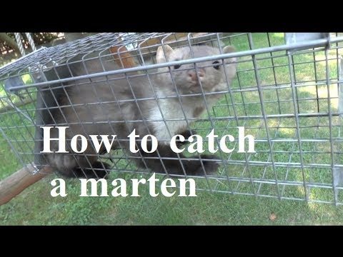 Video: How To Catch Marten