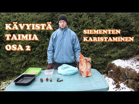 Video: Chayoten kasvattaminen: 12 vaihetta (kuvilla)