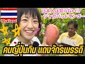 タイの農園に行ってみた🇹🇭日本人は知らないジャガパットマンゴーとは🥭!?
