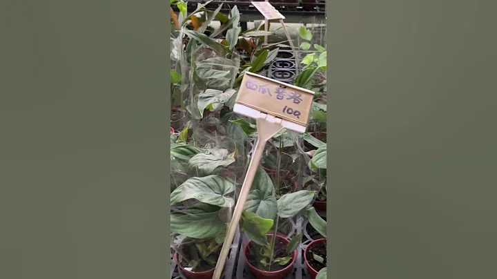 三峽花市日本雪瑩、西瓜普洛最新進貨消息2023.6.23～#plants #觀葉植物 #flowermarket - 天天要聞