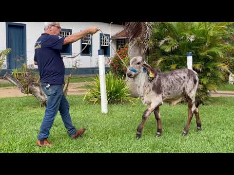 LOTE 19   FAZENDAS UNIDAS ITA   CONDOMÍNIO FAMÍLIAS   1732   GREGÓRIA X JAGUAR