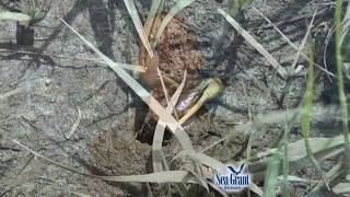 15 Second Science - Fiddler crabs