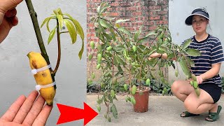 SUMMARY OF TECHNIQUES for propagating simple mango trees using bananas or aloe vera  stimulates sup