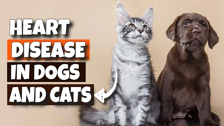 🐶💔HOW to recognize HEART DISEASE in DOGS and CATS