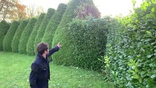 Laurel hedge reduction in Marston meysey