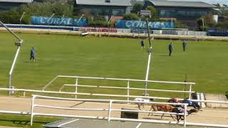 Racing at Brighton and Hove Greyhound stadium