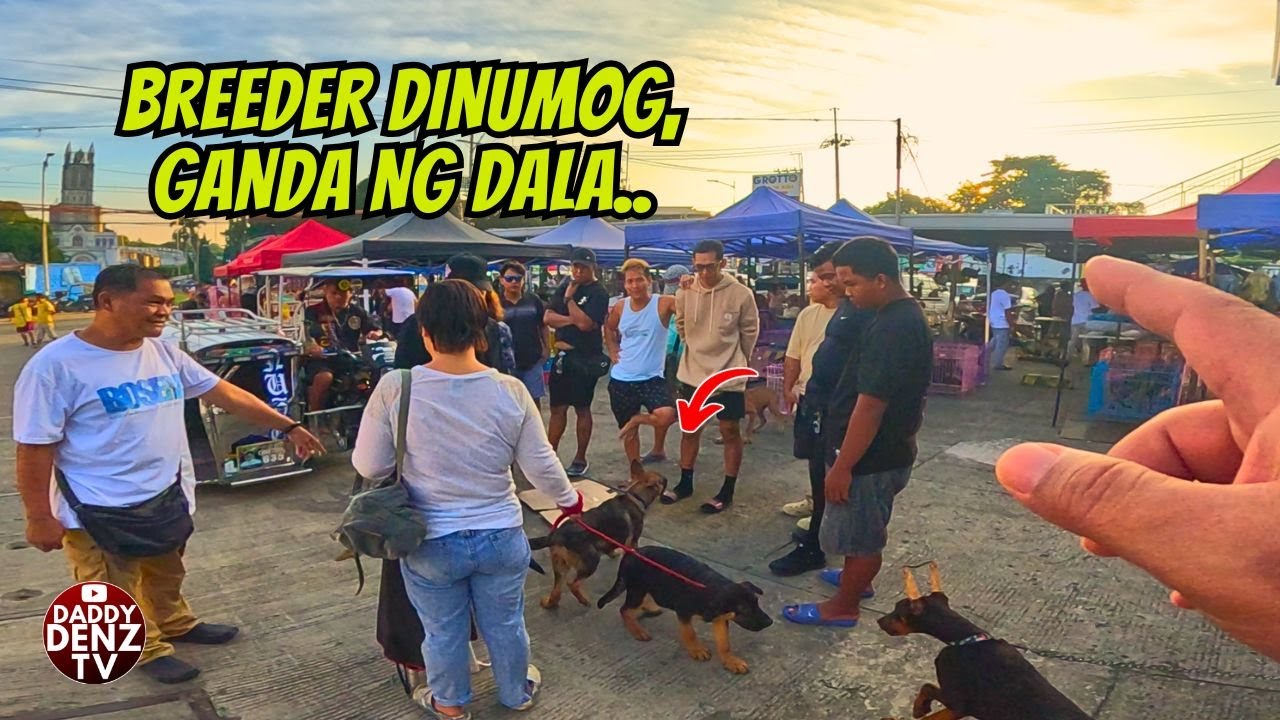 ASTIG NA GSD FRESH FROM BREEDER.. / AUG. 3 @GROTTO PET MARKET