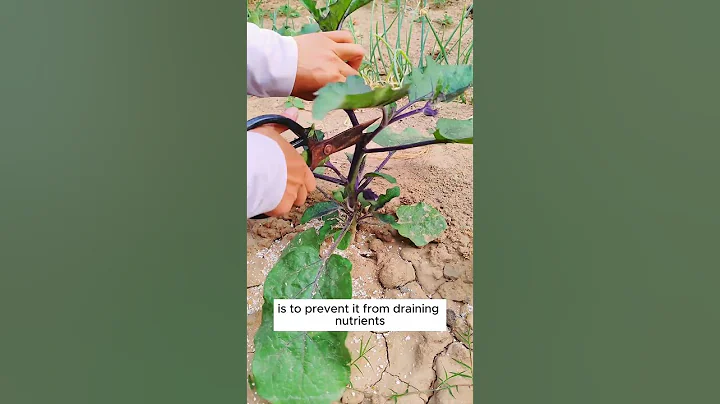 Tips to grow eggplants with high yield #shorts #plantingtips