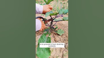 Tips to grow eggplants with high yield #shorts #plantingtips