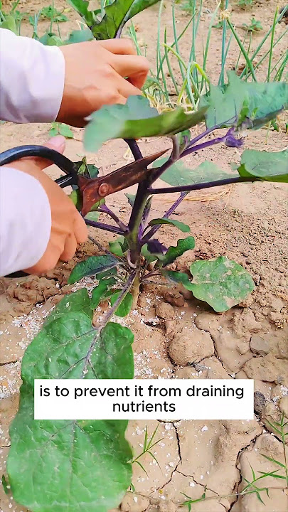 Tips to grow eggplants with high yield #shorts #plantingtips