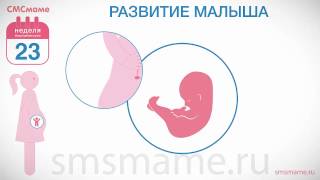 видео Мама и ребенок на 23 неделе беременности