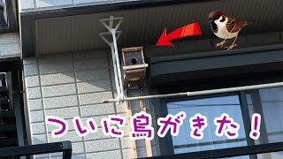 営巣　鳥の巣箱　2017.5.28-29