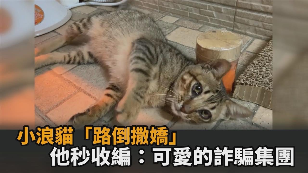 碰瓷貓現「路倒絕招」秒被收編　奴才看了笑喊：可愛的詐騙集團－民視新聞