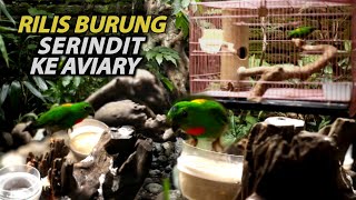 Rilis || Rilis Burung Serindit Ke Aviary