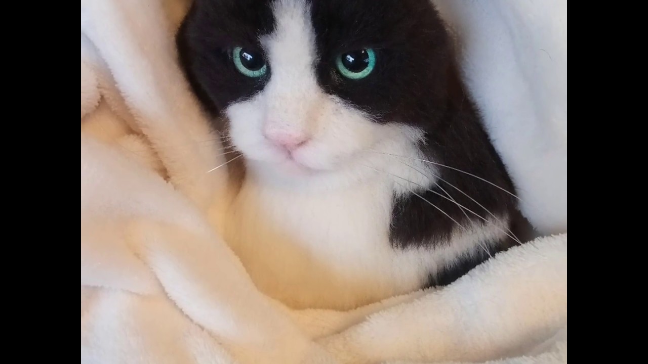 羊毛フェルト ハチワレ猫 Youtube