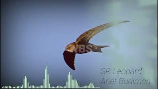 SP. Leopard - Arief Budiman