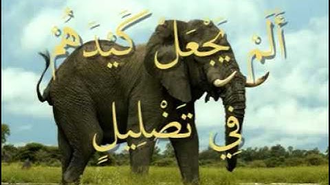 القرآن المعلم /شبكة المصطفى / بصوت المنشاوي  - سورة  الفيل