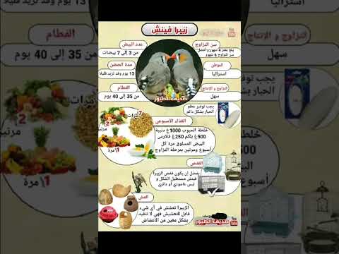 كل ما يلزم ل عصفير طيور الزيبرا فينش من نظام غذائي و العش والقفص