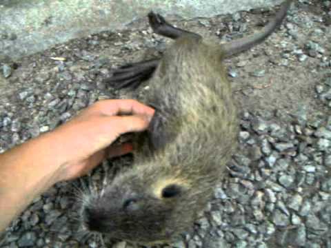 Nutria Domestica Youtube Nutria Domestica Youtube