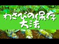 【わさびの保存方法】わさび農家の息子が教えるワサビの保存方法。美しき日本のわさび田の採れたて山葵。Wasabi in Japan