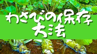 【わさびの保存方法】わさび農家の息子が教えるワサビの保存方法。美しき日本のわさび田の採れたて山葵。Wasabi in Japan