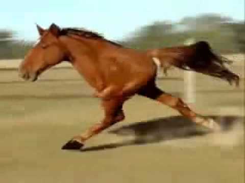 two-legged-horse---funny-horse-video