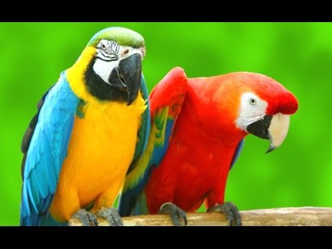 CUTE PARROTS Bird Burung  Betet Kebun Binatang  GEMBIRA 