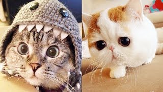 KUCING-KUCING TERLUCU DI DUNIA