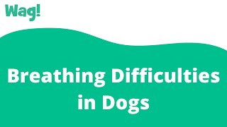 Breathing Difficulties in Dogs | Wag!